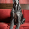 Great Dane Talking Dog