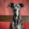 Great Dane Talking Dog