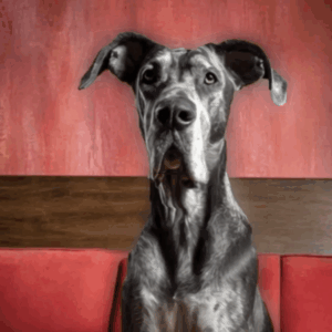 Great Dane Talking Dog