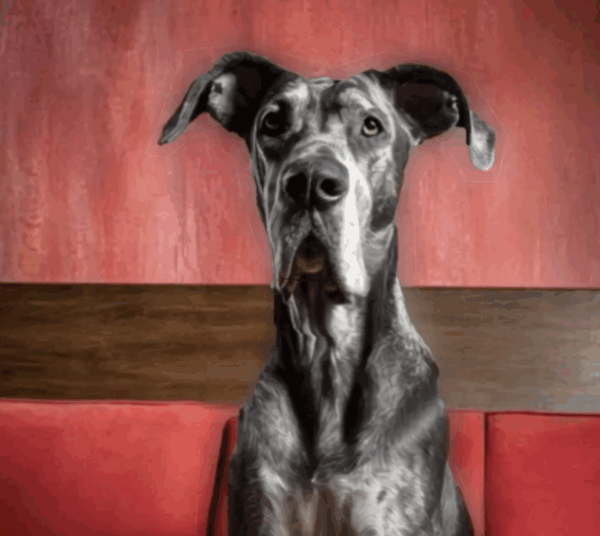 Great Dane Talking Dog
