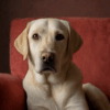 Yellow Lab Talk