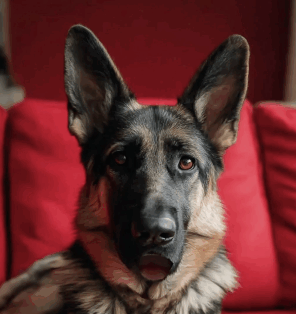German Sheperd Talk
