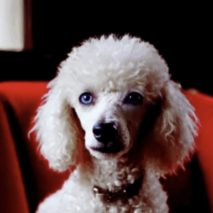 Poodle FaceSwapBada
