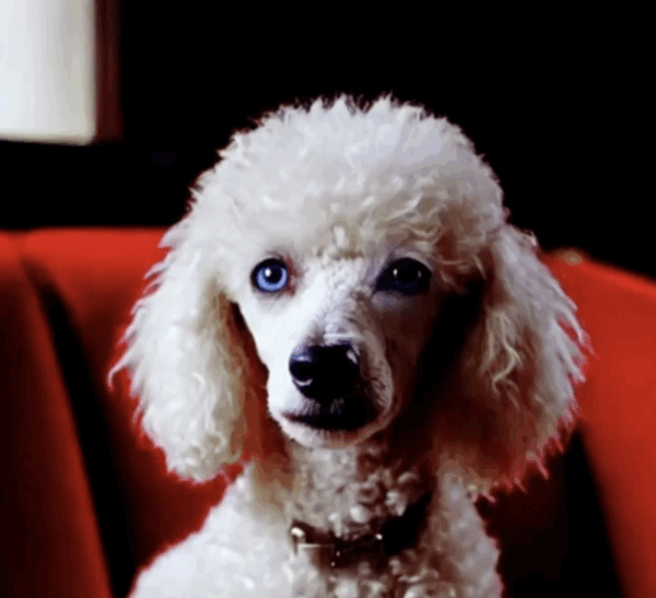 Poodle FaceSwapBada